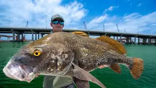 GIANT Worm Infested Fish! Catch Clean Cook! (Black Drum)