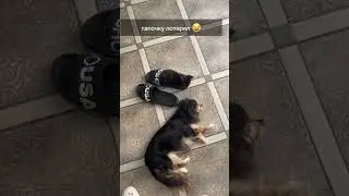 А такие натюрморты бывают? 😂😍 
