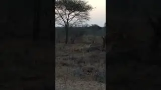 Unbelievable lion sighting