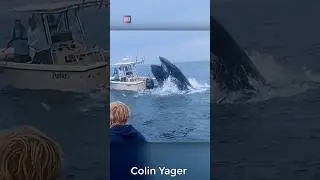 Why Killer Whales Attacking Boats