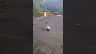 #feeding the #fur #babies at #Lunch #foryou #catfood #cat #animals #fyp #fypシ゚viral #viralvideo #hi