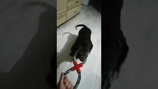 Жадная собака. Приносит игрушку и не хочет отдавать.