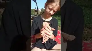 ОТКРЫТЫ ДЛЯ БРОНИ 🐶🐶🐶PRIDE G&K KNL'S PUPPIES (RED ALLIGATOR X DELLA)
