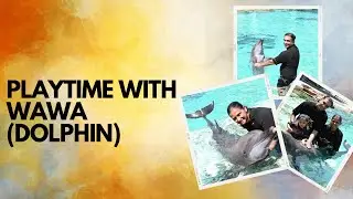 Playtime with Dolphin | wa-wa | Dolphin | Sentosa fantasy