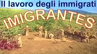 HISTÓRIA DOS IMIGRANTES, DAS FAZENDAS DE CAFÉ A PRESIDÊNCIA DA REPÚBLICA