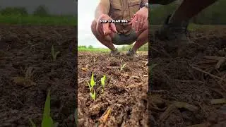 🦞 PREPPING A CRAWFISH POND PT.3 #louisiana #farming