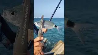 Рыбалка на бомбарду в Турции. Ловля меланура  #fishing #рыбалка #melanur #рокфишинг  #рыба