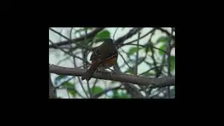 "Monterita litoraleña".  #birds #avesdeargentina #shorts