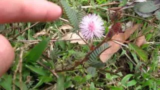 Mimosa pudica - Leaves Closing - Panama