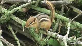 Decorah North : Chipmunk  (explore.org 08 01 2022)
