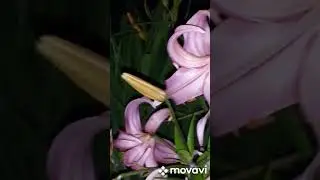 #Ночь в #нашем #саду.🌙🌿☘#Цветы в #темноте и #музыка🌸🌺🏵⚘🌹🌸