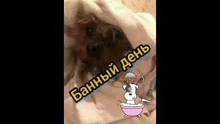 Как мыть собаку йоркширского терьера.