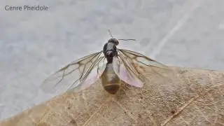 Accouplement  de fourmis Ailées (  Christian Aimar et Michel Delarue)