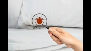 Top SEO Strategies to Skyrocket Your Pest Control Business in 2023