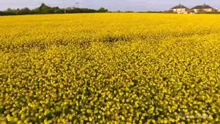 The Yellow Field