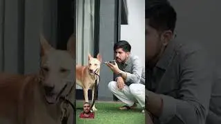 Power of AI😂🐶 shorts #shorts