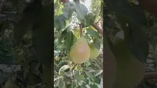 🍐Тангарська красуня