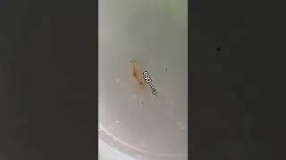 How I Revived my Dead Shrimp 🦐