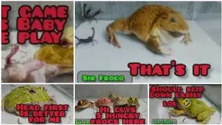 Compilation of funny shorts **Beware Live Feeding** Don't Forget to like and Subscribe #shortsvideo