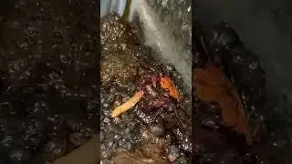 IT TURNS OUT THIS SMALL DECORATIVE CRAB IS SO FIERCE! BEAUTIFUL BUT FIERCE!