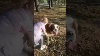 #barsik #животные #лайк #сенбернар #песик #puppy #юджина #друг