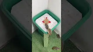 Best mouse trap idea/Unique mousetrap at home
