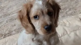 Весёлые лица Санди