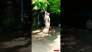 Köpek Eğitimi #köpek #köpekler #köpeksahiplenmek #dogs #doglover #dog #shorts #köpekeğitimi #pets
