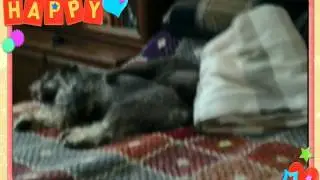 Прикол