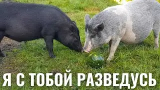 ДРУЖБА ДРУЖБОЙ ,А КАБАЧОК ВРОЗЬ .