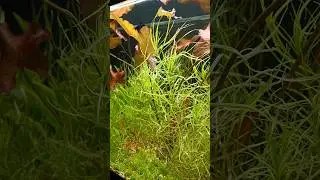 Аквариум травник после огромной прополки растений! 