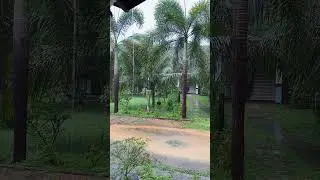 Тропический дождь сегодня развеял жару, своей прохладой 💦 Шри Ланка, Нилавели 🇱🇰 08.08.2024.г.