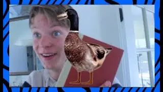 ducks