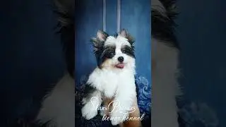 Классный, позитивный кобель бивер. ~~ взрослый вес 2 - 2,2 кг.#бивер#dog#заводчикбивера#щенокбивера