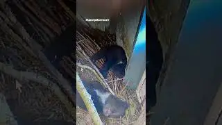Крестик уснул мордой в миске, Нолик развалился посередине, а Банана упала попой кверху