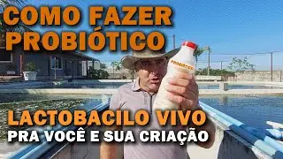 ECONOMIZE NA CRIAÇÃO FAZENDO ESSE PROBIÓTICO canal saalada