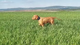 Zoldmali Unicum pointing training at 10 months of age