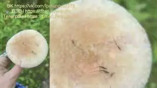 🍄 КАК НЕ НАДО ГРИБЫ СОБИРАТЬ  #тихая_охота