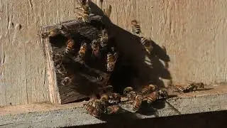 Two minutes at the beehive