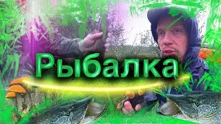Пошли с Братом в Лес