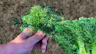 Посадите Укроп Осенью ТАК сочная зелень через 2 недели обеспечена. Раскрываю свои секреты