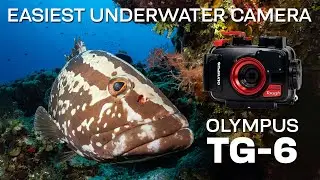 The Easiest Underwater System: Olympus TG-6