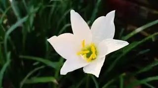 Beautiful piano nature meditation  ❤