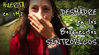 🌧Semana de lluvia, viento y sol,🍋🍊 Cuidados de los BOSQUES SINTROPICOS en los ARBOLES FRUTALES.🍐🍎🍑