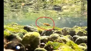 Spotting Creek Fish