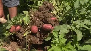 Нашъуннамои ғалла дар н. Данғара.