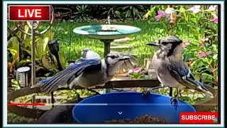 Party In The Garden
