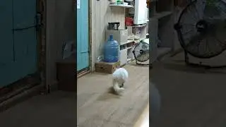 Снежок - котик без глаза и полностью глухой. Развлекается, ребенок☺️❤️