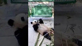 panda legs are quite long