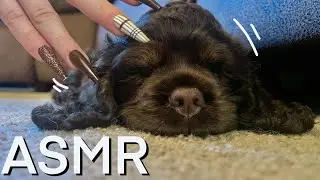 ASMR - Tapping & Scratching w/ Different Mini Mics